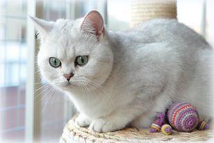 CH Chubbemup Aurora Elenin