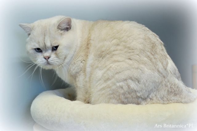 Sir Harry from Irena's Dream*DE