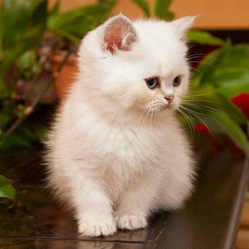 Sir Harry from Irena's Dream*DE