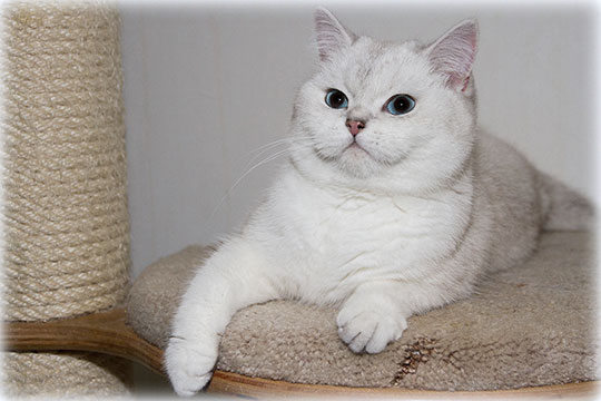 CH Netti Camilla of Stars d'Nifrilar