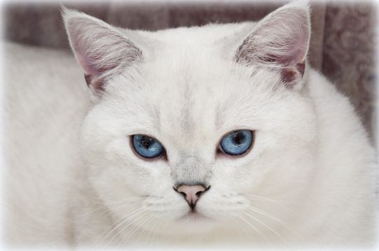 GIC Sir Yankee von Elamis*DE