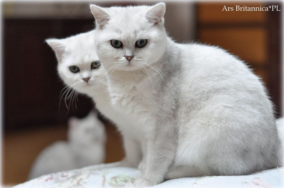 NL*Jadwiga's Hemingway