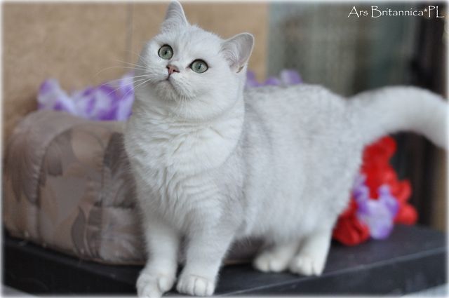 CH Hermiona Jean Silverium*PL