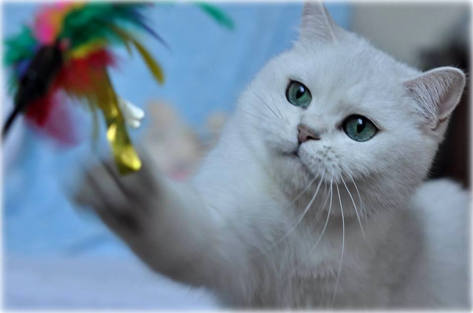 CH Hermiona Jean Silverium*PL