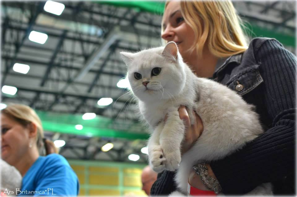 CH Hermiona Jean Silverium*PL