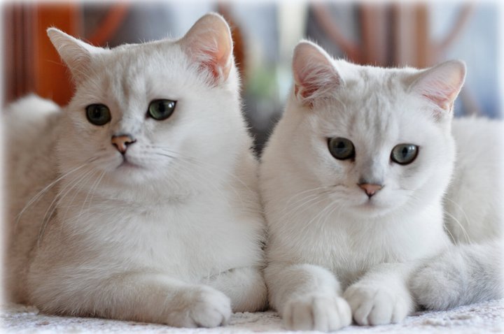 GIC I Love You Viva Vogue*RU