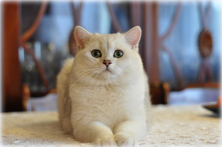 GIC I Love You Viva Vogue*RU