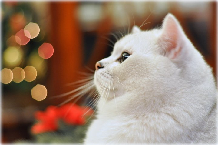 GIC I Love You Viva Vogue*RU