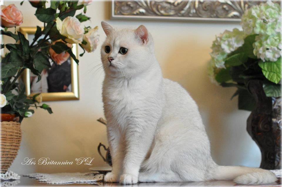 GIC I Love You Viva Vogue*RU