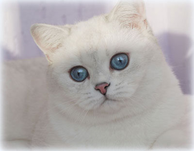 Diamond -Pro Kaitlina