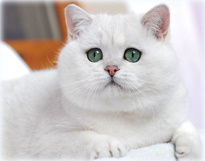 Cheese Cake Snehzny Bars