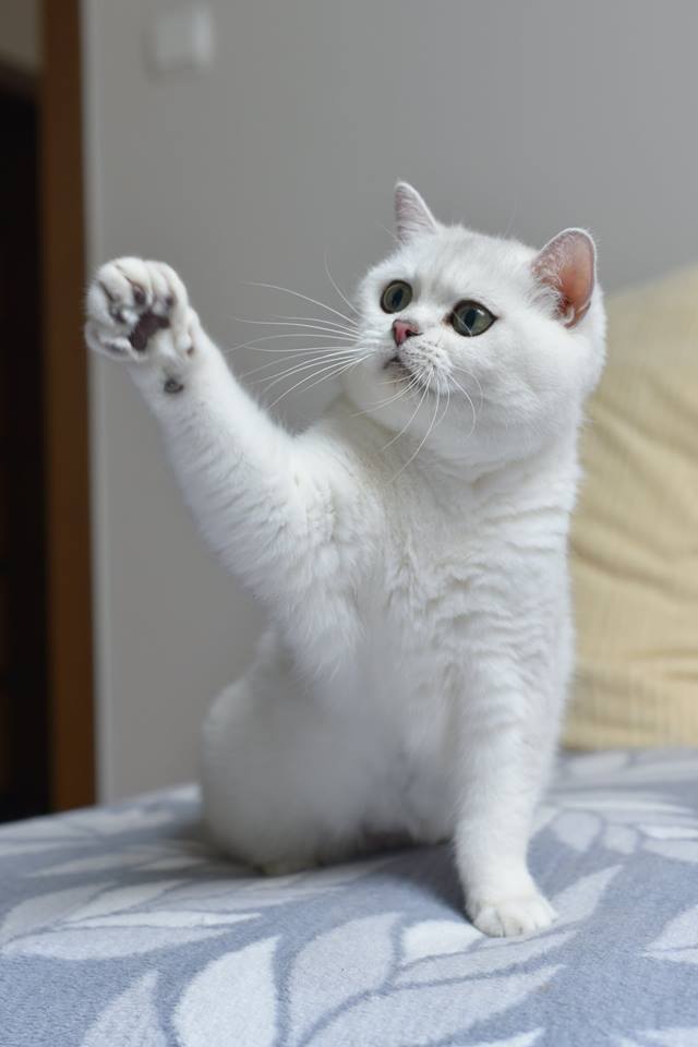 GIC Isabelle Mazuria*PL