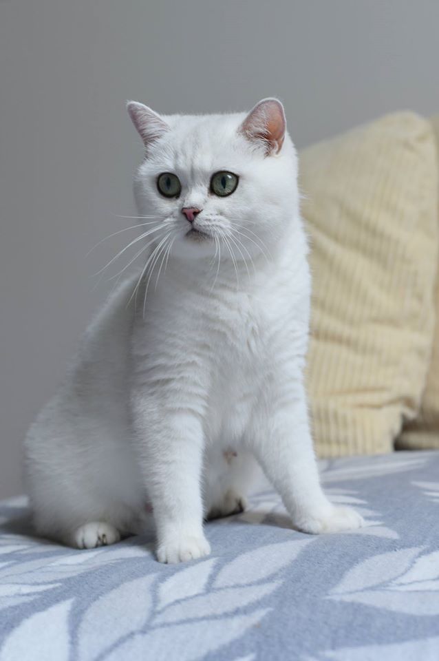 GIC Isabelle Mazuria*PL