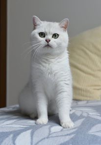 GIC Isabelle Mazuria*PL