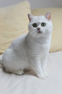 GIC Isabelle Mazuria*PL