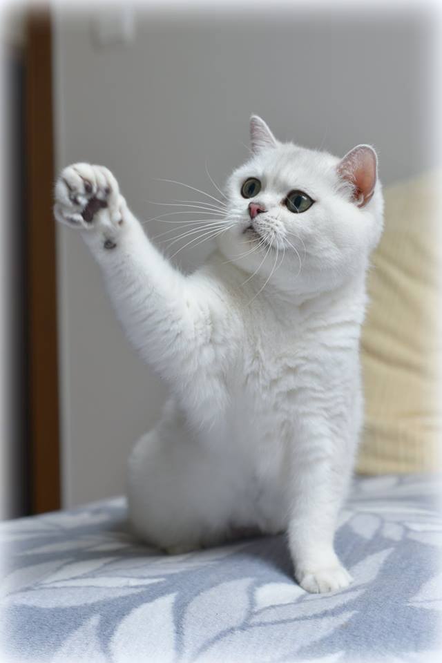 GIC Isabelle Mazuria*PL