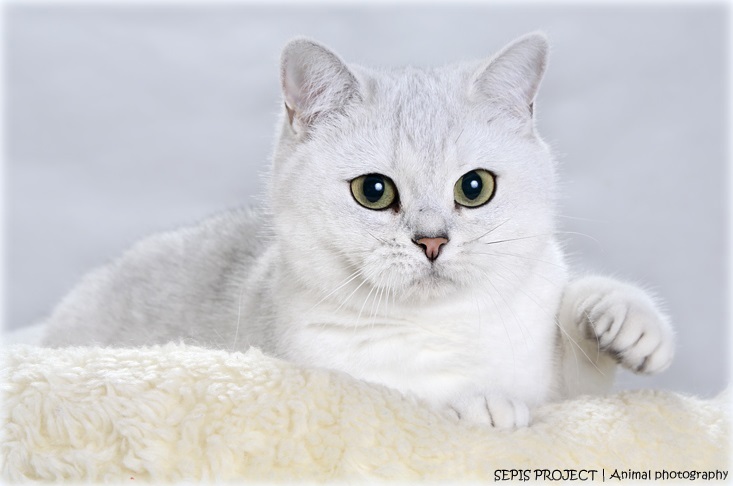  IC Chelsea Emerald Mist*PL