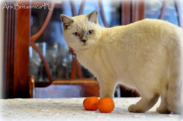 CH J'adore Jasmine Mazuria*PL