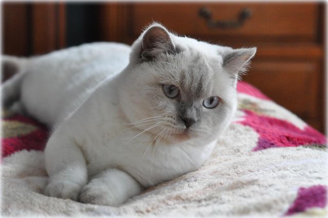 CH J'adore Jasmine Mazuria*PL