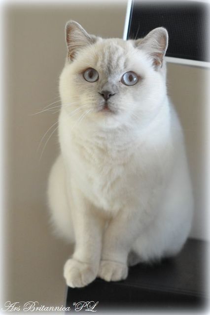 CH J'adore Jasmine Mazuria*PL