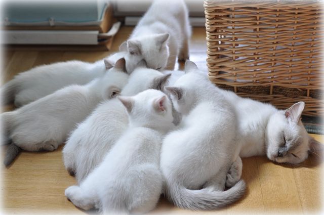 CH J'adore Jasmine Mazuria*PL