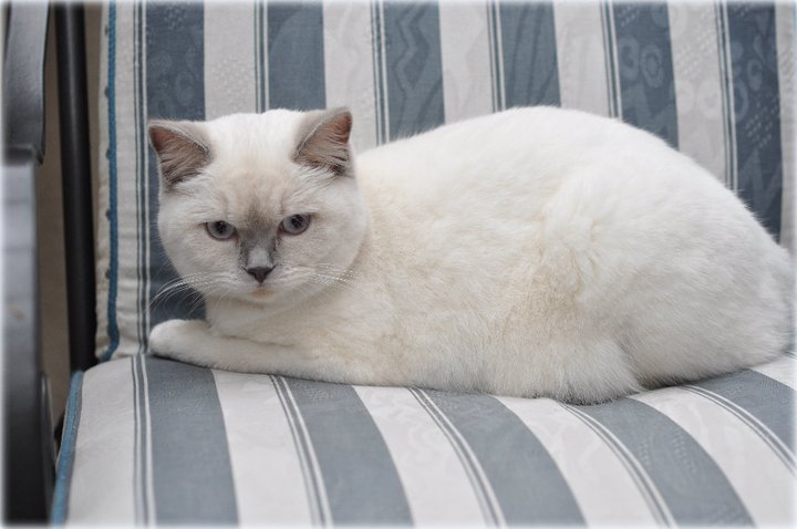 CH J'adore Jasmine Mazuria*PL