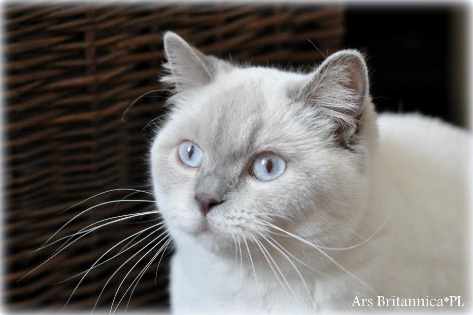 CH J'adore Jasmine Mazuria*PL