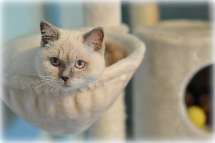 CH J'adore Jasmine Mazuria*PL