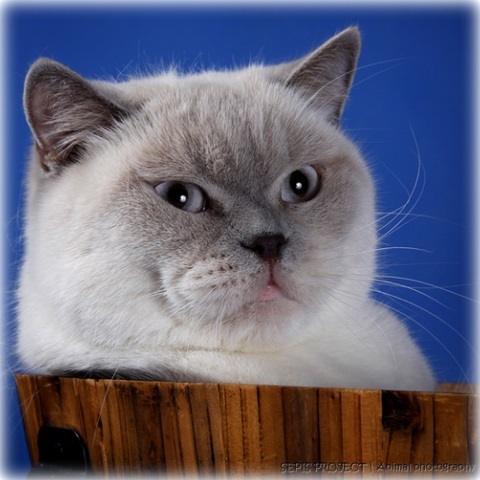 IC Aida Mazuria*PL DM