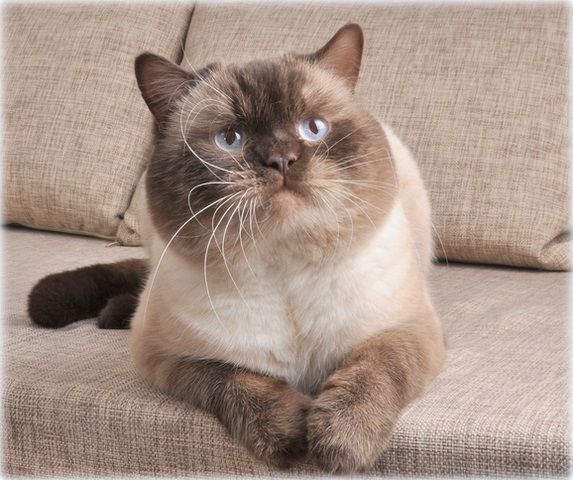 IC River Moon Bell Arden*SK