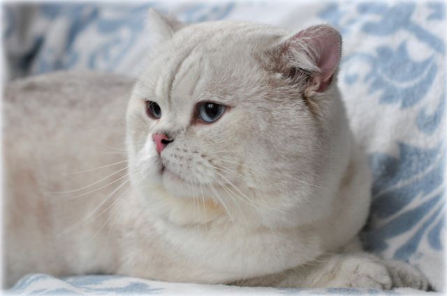 Sir Harry from Irena's Dream*DE