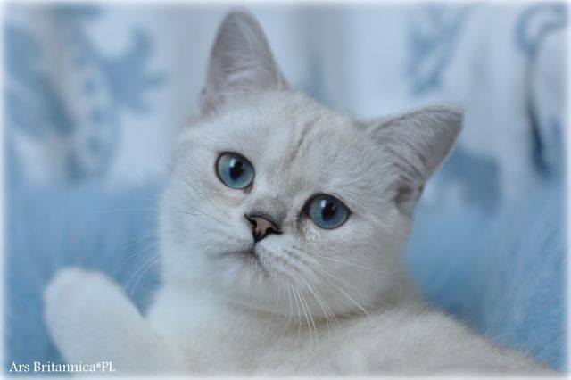 Jocelyn Ars Britannica*PL