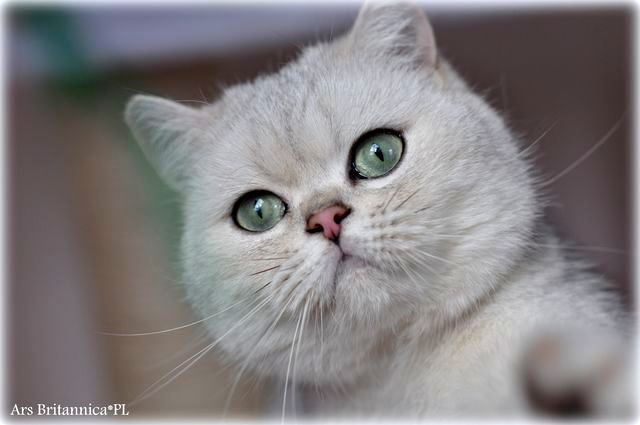 Queenie Ars Britannica*PL