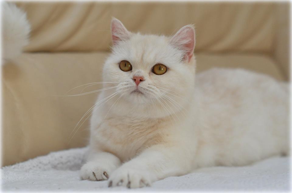 Lilly - Princes Tamirras*BE