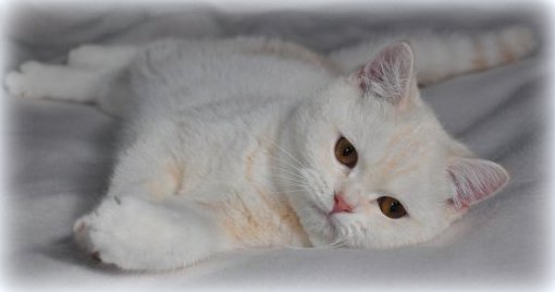 Lilly - Princes Tamirras*BE