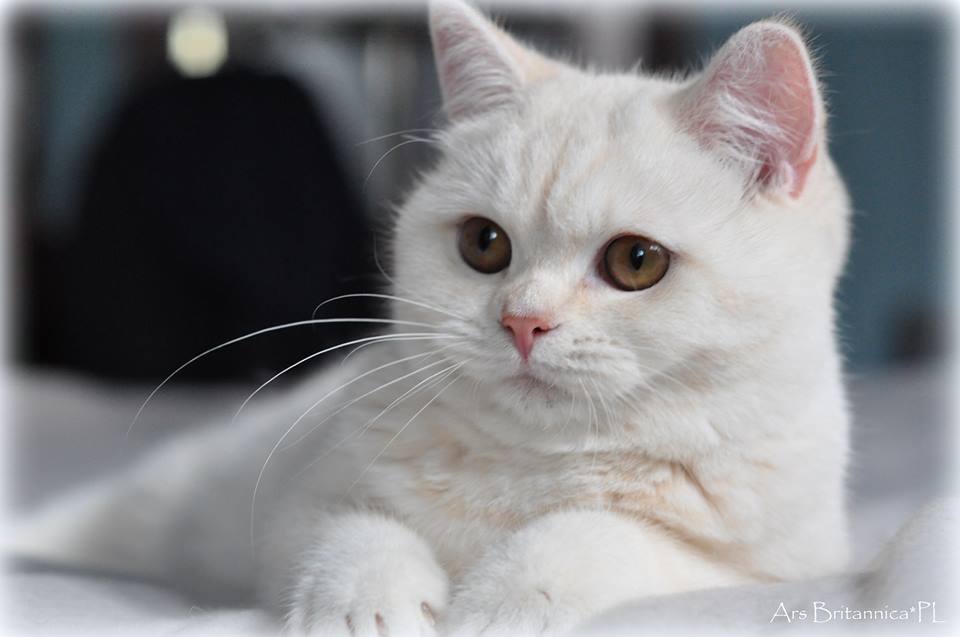 Lilly - Princes Tamirras*BE