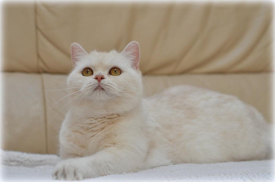 Lilly - Princes Tamirras*BE