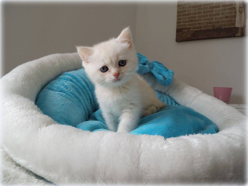 Lilly - Princes Tamirras*BE