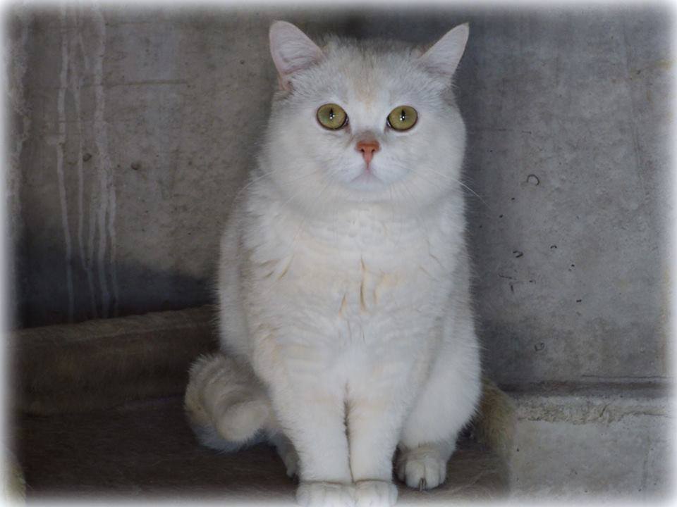 High-Hesket's Silver Lillebi