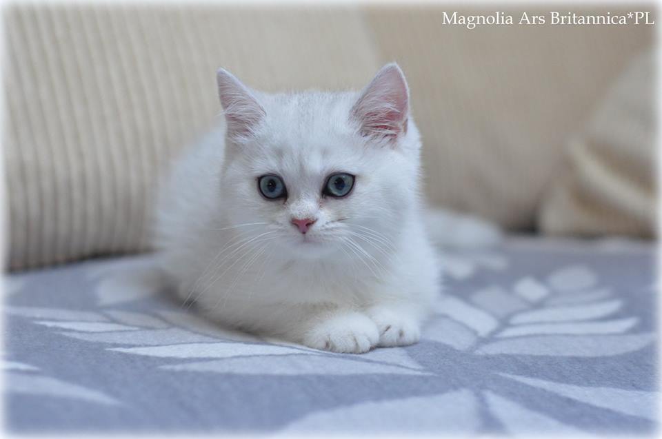 Magnolia Ars Britannica*PL