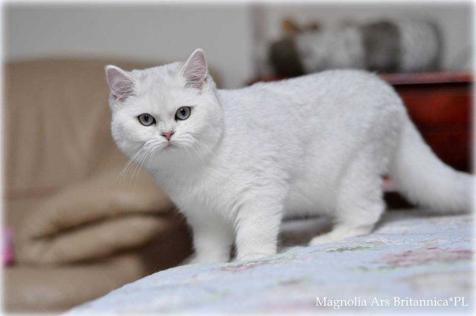 Magnolia Ars Britannica*PL