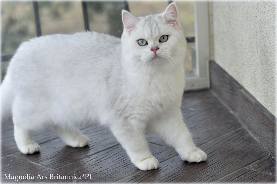 Magnolia Ars Britannica*PL