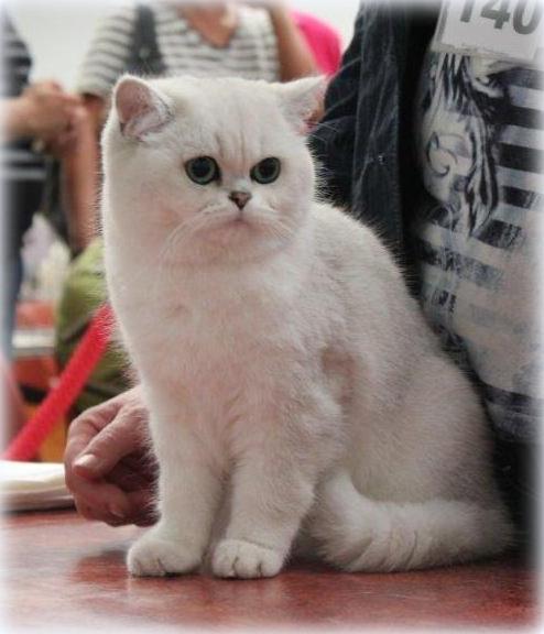  GIC NL*Jadwiga's Silver Raisa