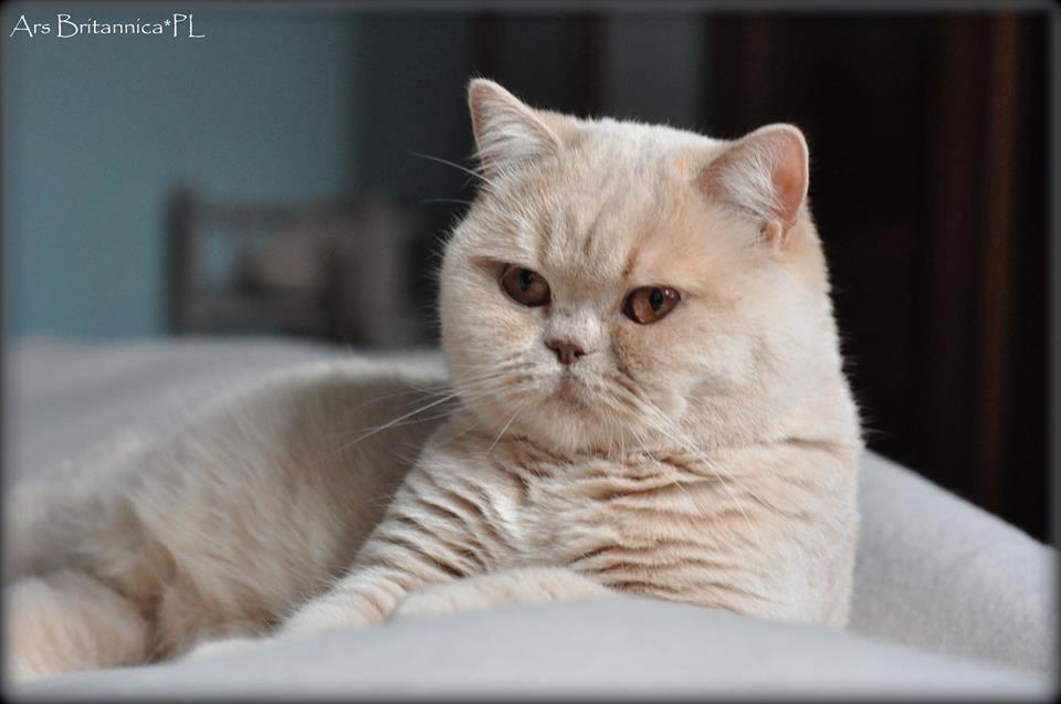 CH Jasminca de Pura Sangre*CZ