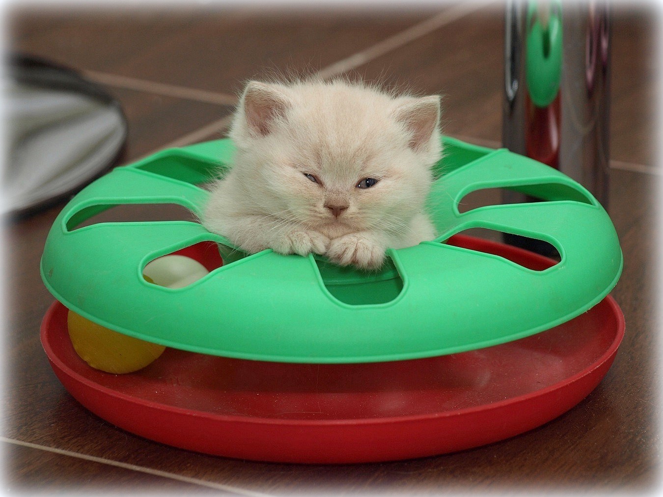 CH Jasminca de Pura Sangre*CZ