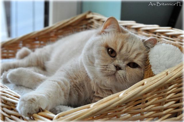 CH Jasminca de Pura Sangre*CZ