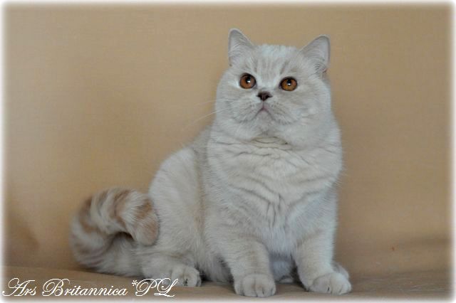 CH Jasminca de Pura Sangre*CZ