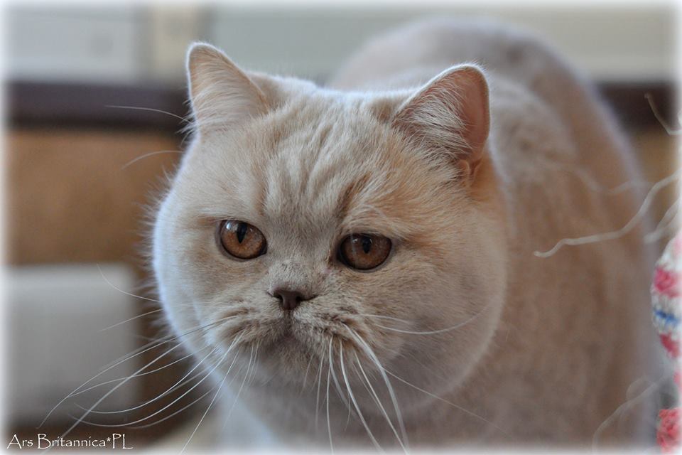 CH Jasminca de Pura Sangre*CZ