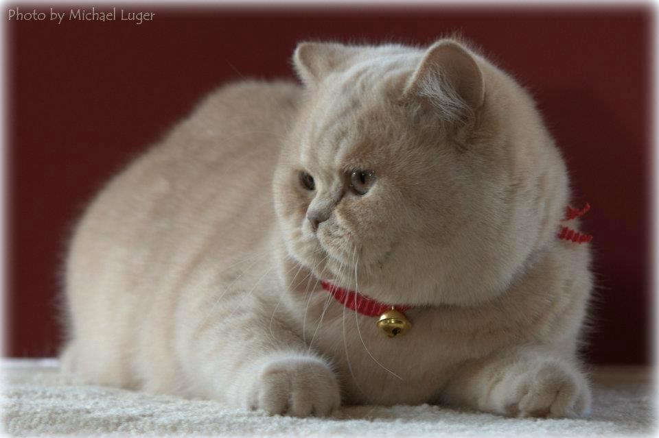 CH Jasminca de Pura Sangre*CZ