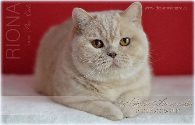 NW SP SC Riona von Peo-Cat's*A, DVM, DSM 